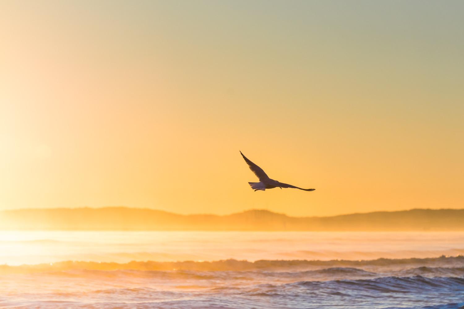 A bird flies over the beach