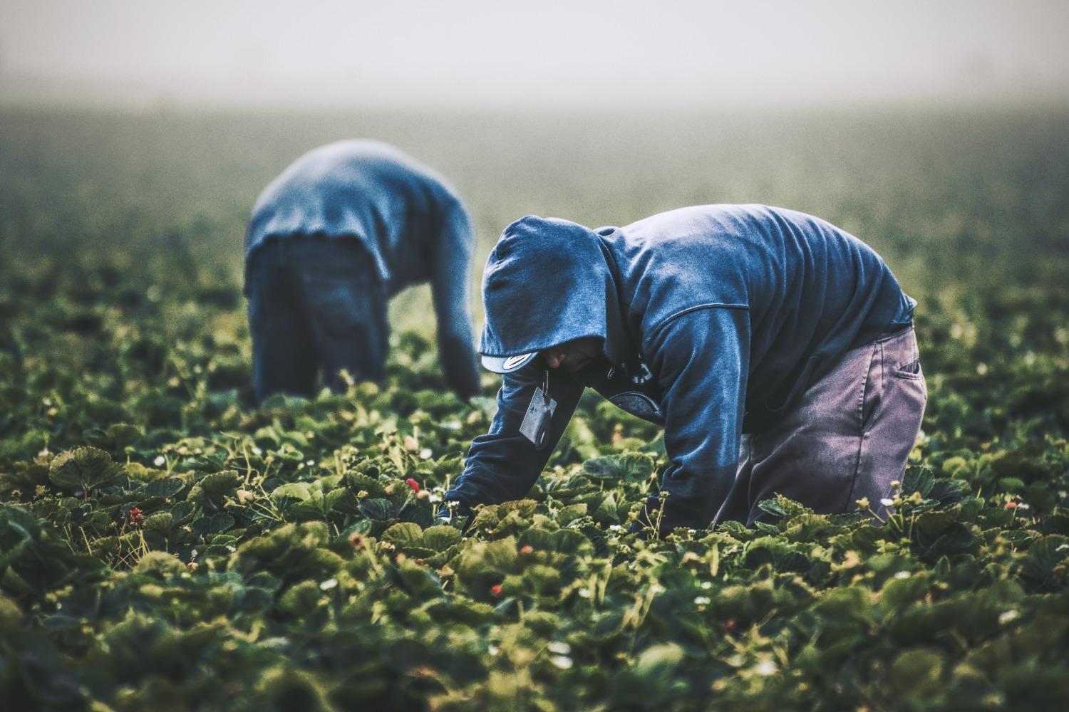 Two men working in a field