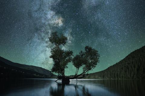 A tree, a lake, and a stary horizon
