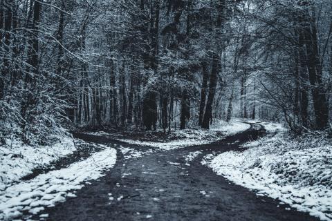 A fork in a winter forest road