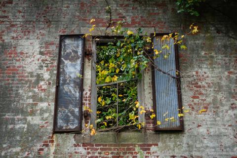 Overgrowth through a window