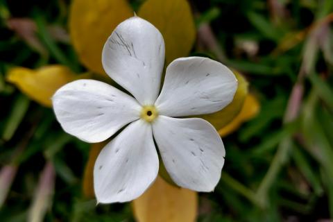A flower in Congo